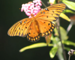 Fritillary Butterfly on Milkweed